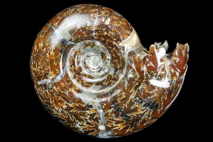 Polished Ammonite (Gaudryceras) Fossil - Madagascar #166280